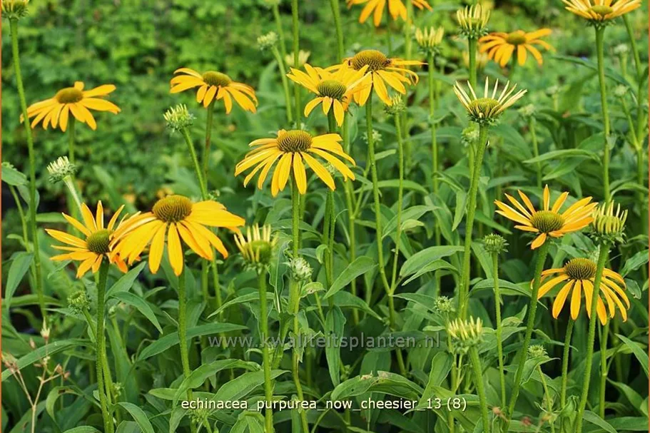 Echinacea purpurea 'Now Cheesier'