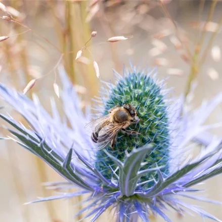 Eryngium planum