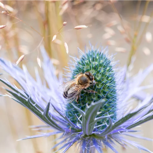 Eryngium planum