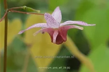 Epimedium x cultorum 'Pink Elf'