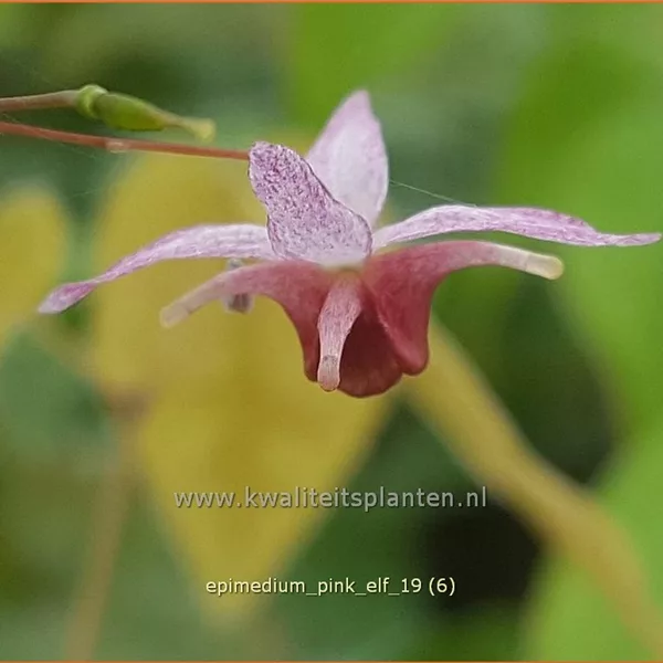 Epimedium x cultorum 'Pink Elf'