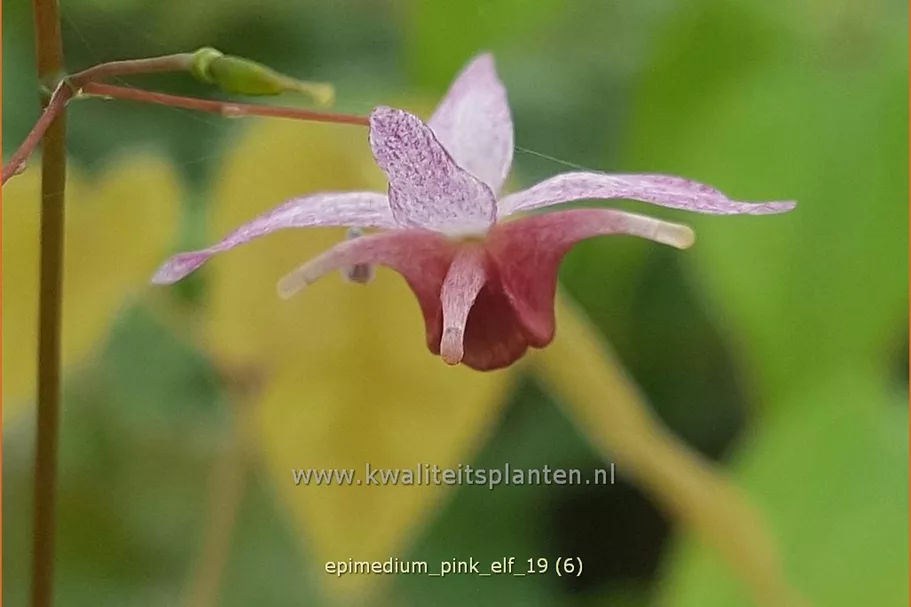Epimedium x cultorum 'Pink Elf'