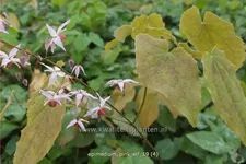 Epimedium x cultorum 'Pink Elf'
