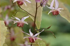 Epimedium x cultorum 'Pink Elf'