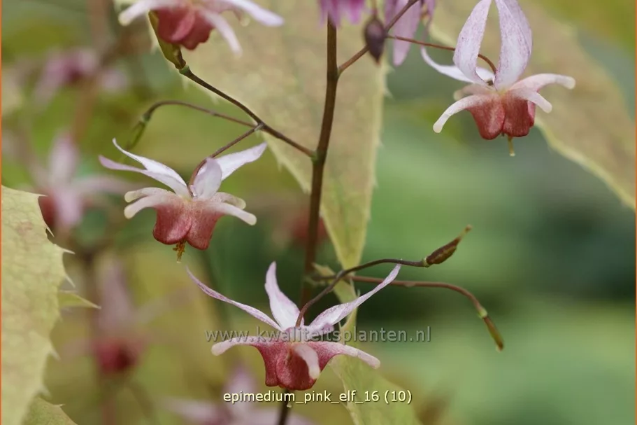 Epimedium x cultorum 'Pink Elf'