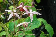 Epimedium x cultorum 'Pink Elf'