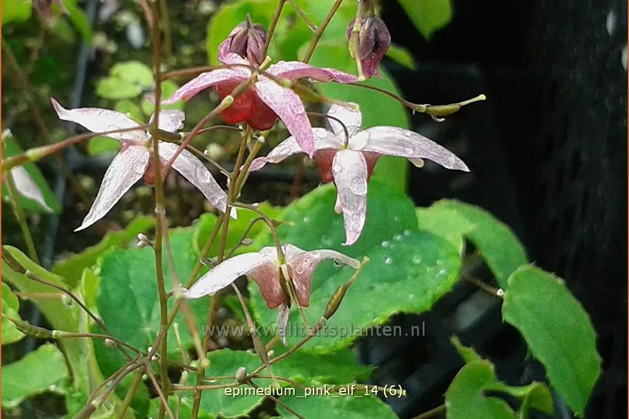 Epimedium x cultorum 'Pink Elf'