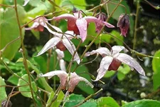 Epimedium x cultorum 'Pink Elf'