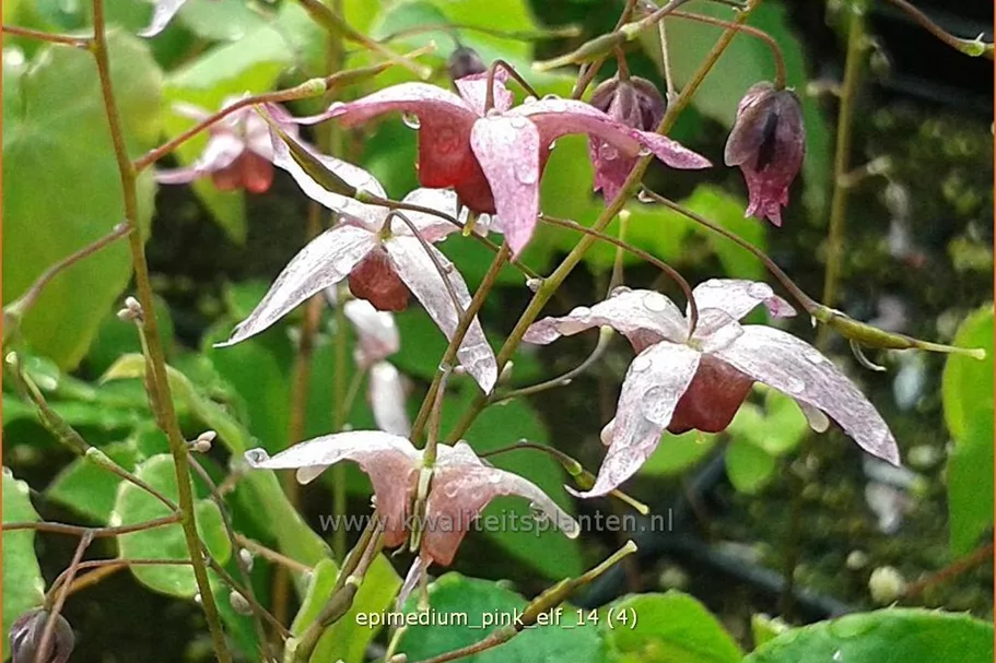 Epimedium x cultorum 'Pink Elf'