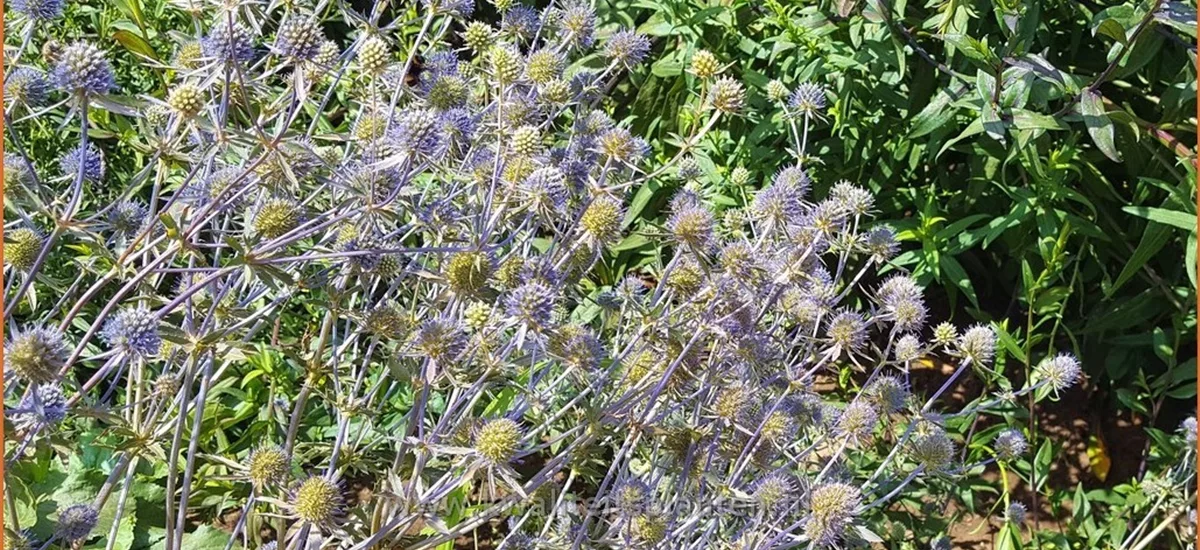 Eryngium planum 'Blauer Zwerg'
