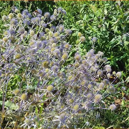 Eryngium planum 'Blauer Zwerg'