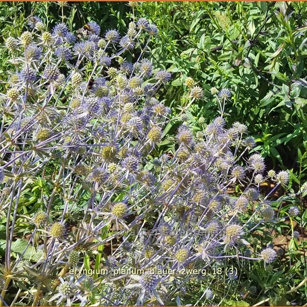 Eryngium planum 'Blauer Zwerg'