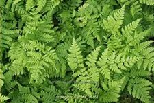 Dryopteris dilatata