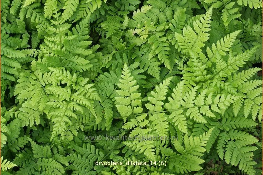 Dryopteris dilatata