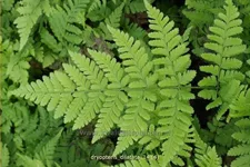Dryopteris dilatata
