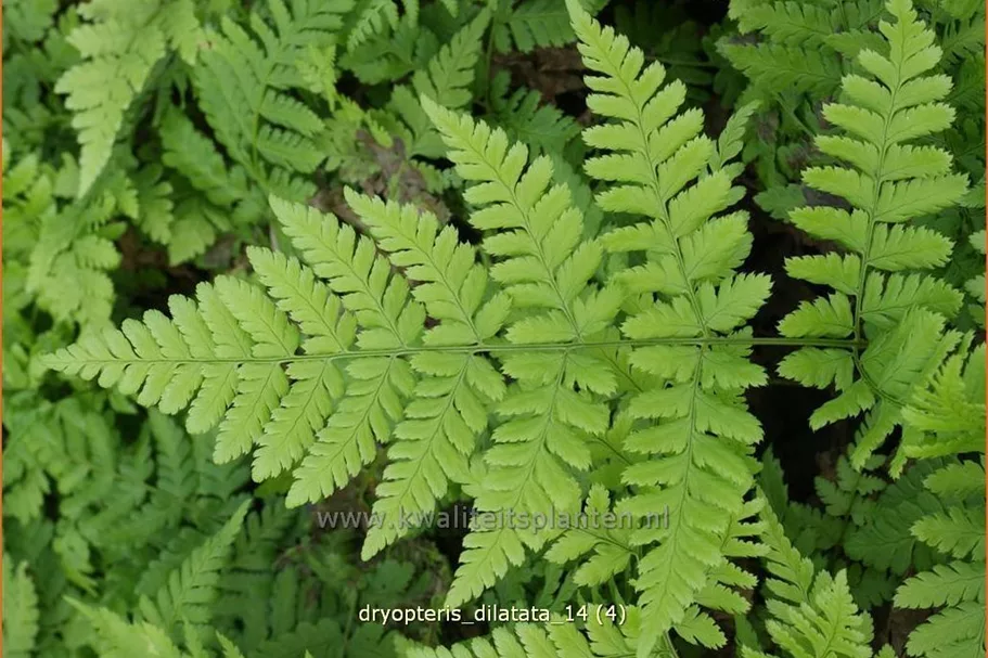 Dryopteris dilatata