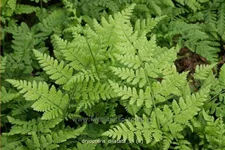 Dryopteris dilatata