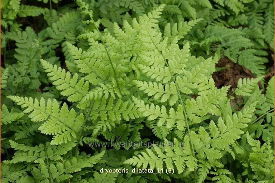 Dryopteris dilatata