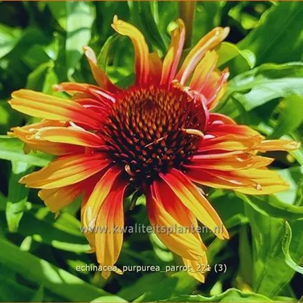 Echinacea purpurea 'Parrot'