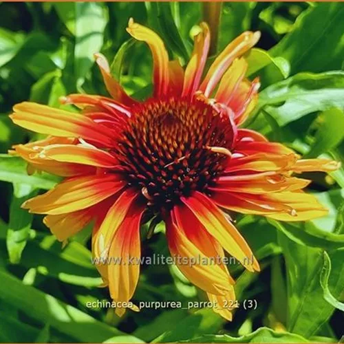 Echinacea purpurea 'Parrot'