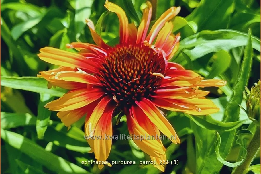 Echinacea purpurea 'Parrot'