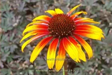 Echinacea purpurea 'Parrot'