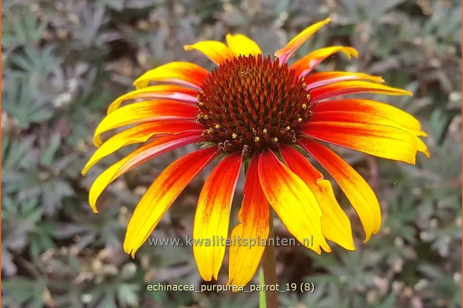 Echinacea purpurea 'Parrot'