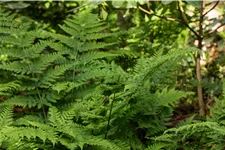 Dryopteris dilatata