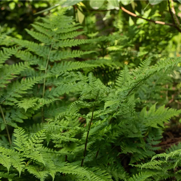 Dryopteris dilatata