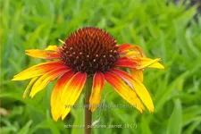 Echinacea purpurea 'Parrot'