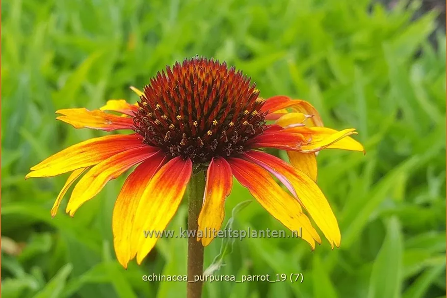 Echinacea purpurea 'Parrot'