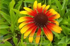 Echinacea purpurea 'Parrot'