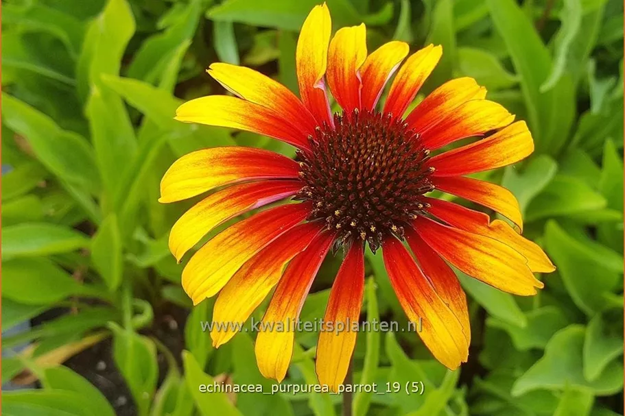 Echinacea purpurea 'Parrot'
