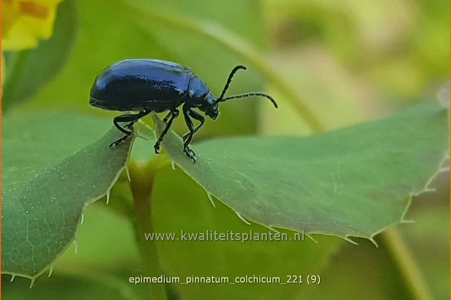 Epimedium pinnatum ssp. colchicum