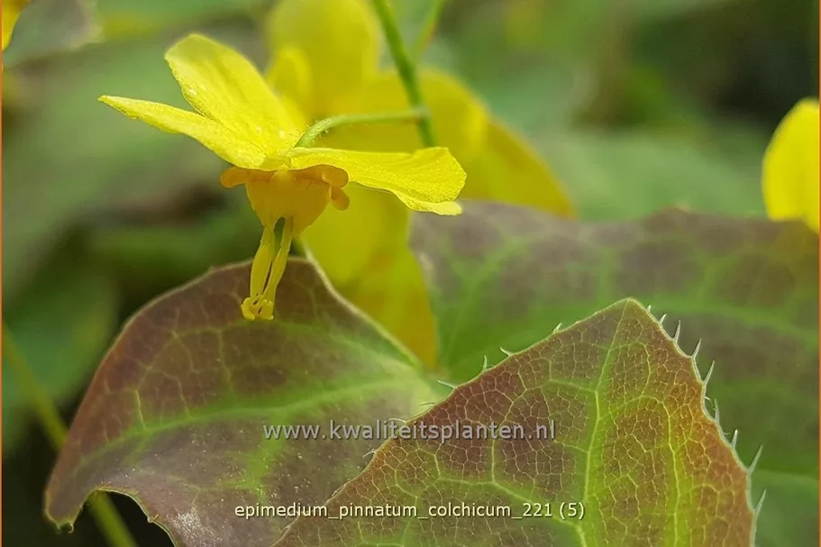 Epimedium pinnatum ssp. colchicum