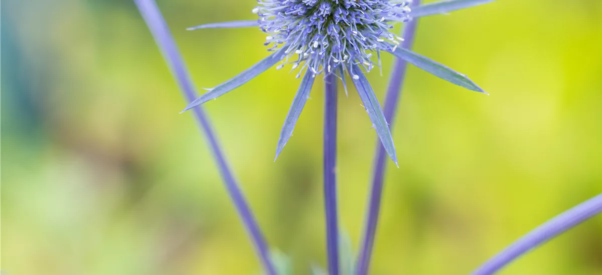 Eryngium planum 'Blaukappe'