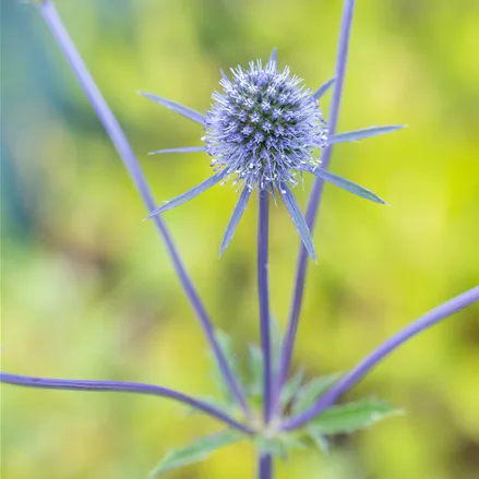 Eryngium planum 'Blaukappe'