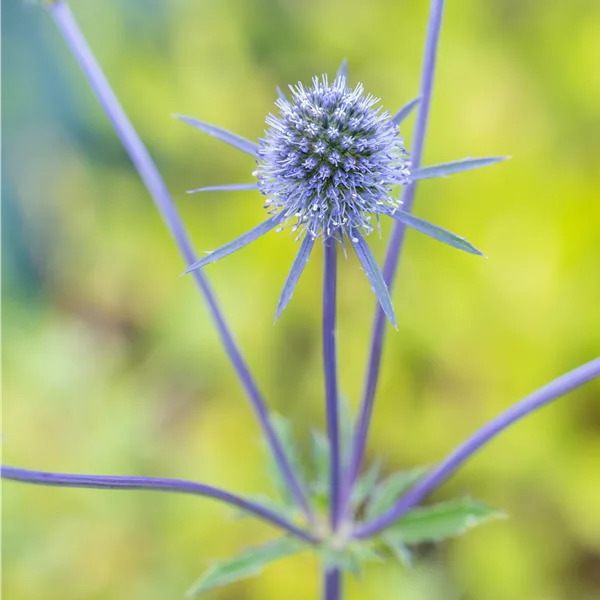 Eryngium planum 'Blaukappe'