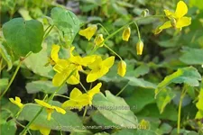 Epimedium pinnatum ssp. colchicum