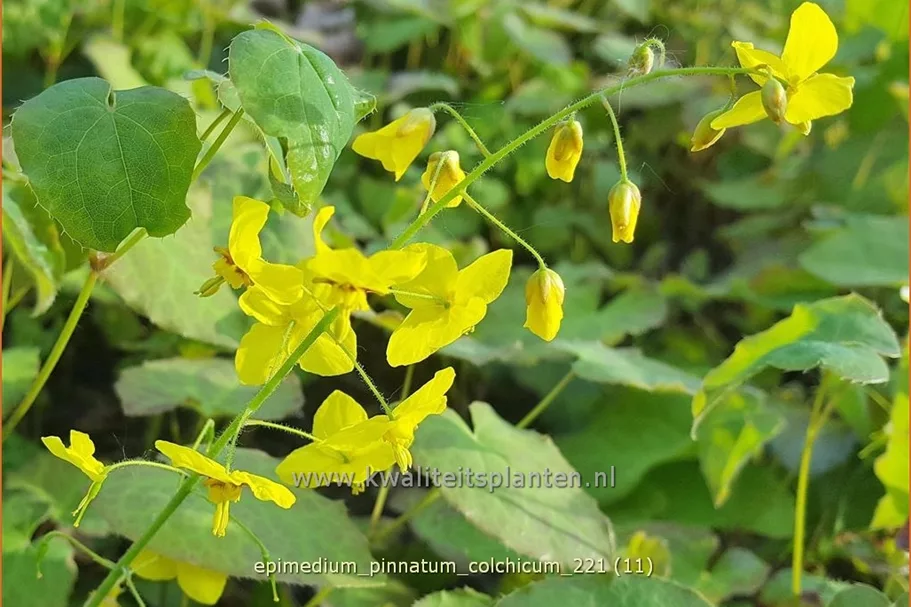 Epimedium pinnatum ssp. colchicum