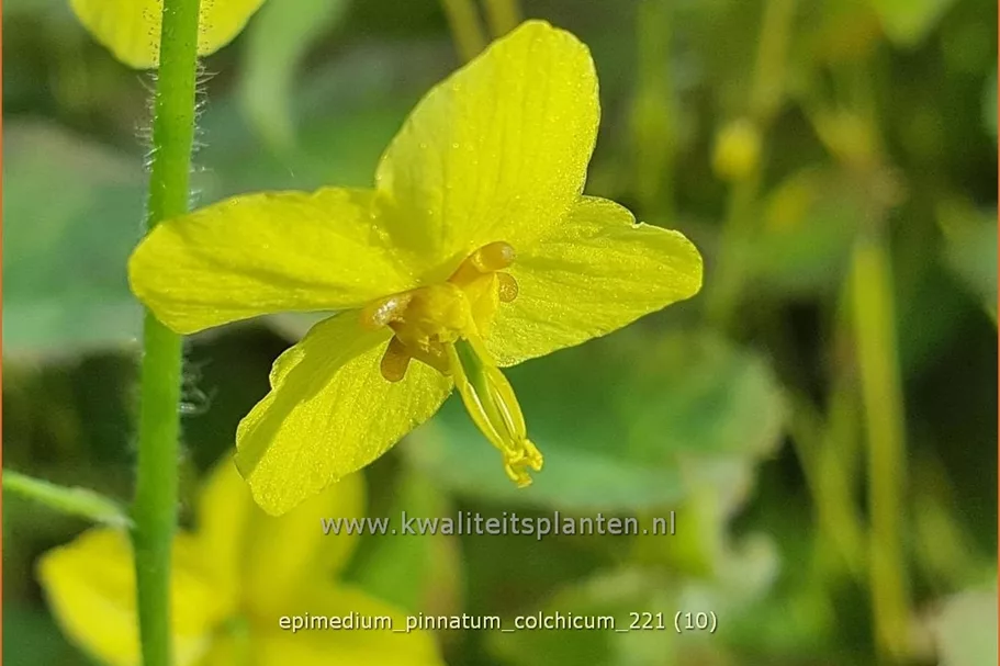 Epimedium pinnatum ssp. colchicum