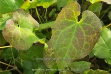 Epimedium pinnatum ssp. colchicum