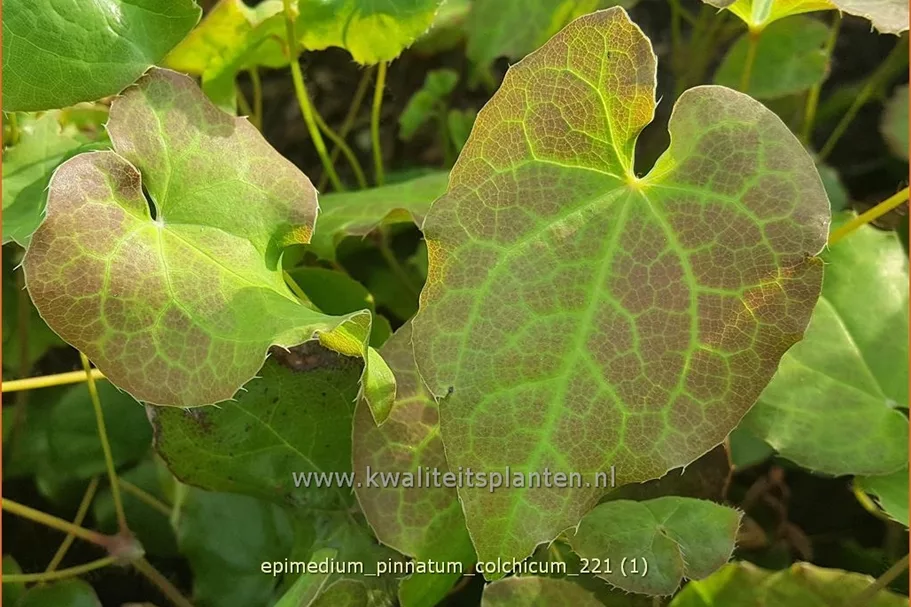 Epimedium pinnatum ssp. colchicum