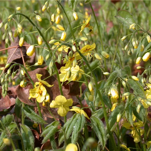 Epimedium pinnatum ssp. colchicum