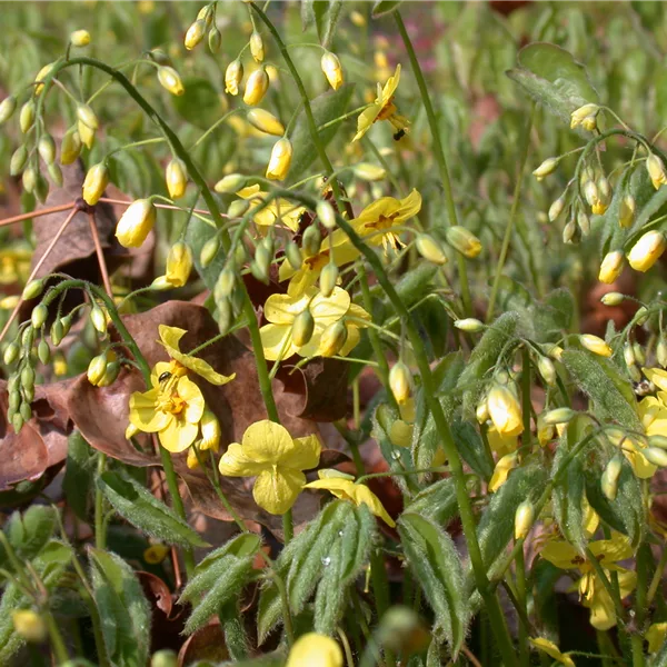 Epimedium pinnatum ssp. colchicum