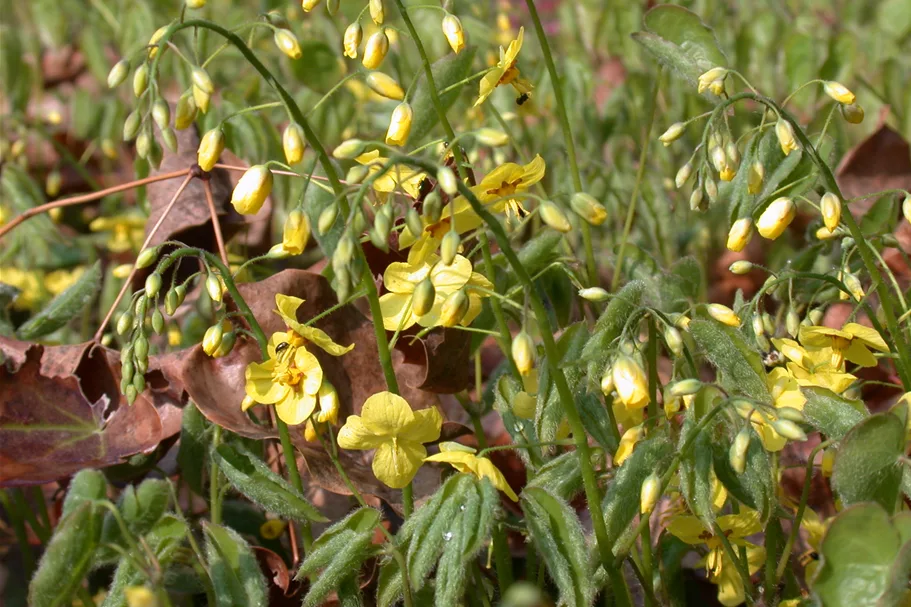 Epimedium pinnatum ssp. colchicum