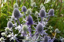Eryngium planum 'Blue Hobbit'