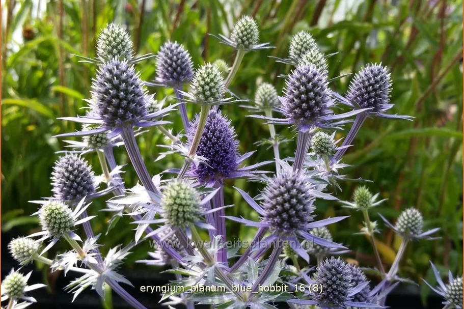 Eryngium planum 'Blue Hobbit'