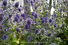 Eryngium planum 'Blue Hobbit'