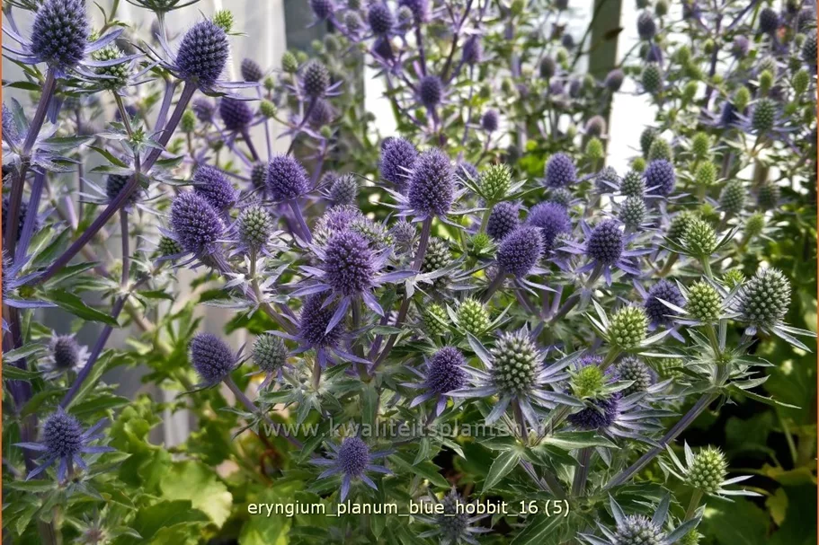 Eryngium planum 'Blue Hobbit'